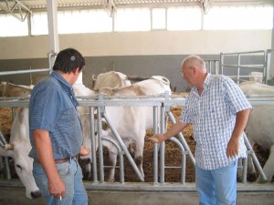 Alimentazione Biologica Vacche Chianine