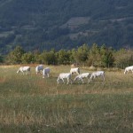 Allevamento Val d'Ozola, Cinquecerri di Ligonchio