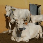 Vacche Chianina al sole