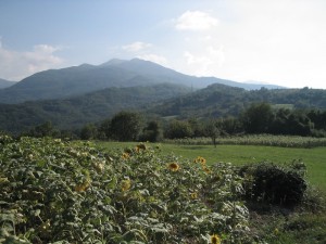 Girasoli e sullo sfondo il monte Cavalbianco