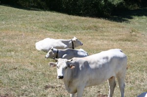 Vacche Chianina Allevamento Val d'Ozola