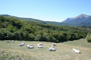 Vacche Chianina Allevamento Val d'Ozola